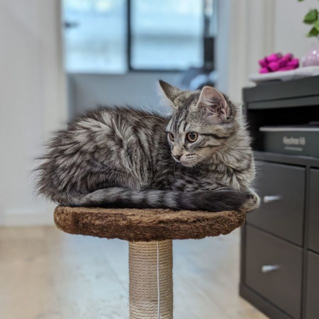 Photo of Olivia ^^Dandy Cast Rescue^^