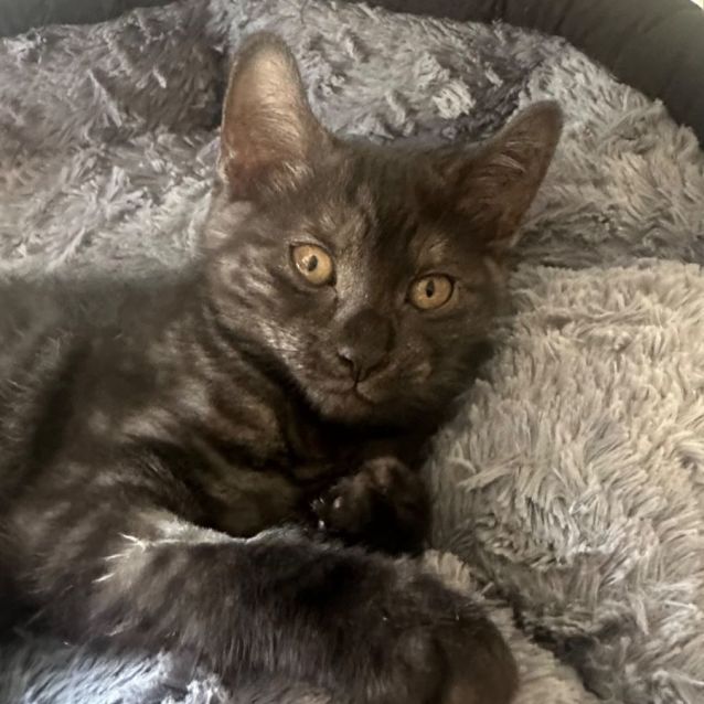 Photo of Cleo 😻💕❤️