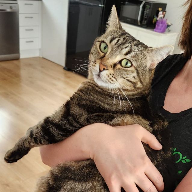 Photo of Penny ^^Dandy Cat Rescue^^