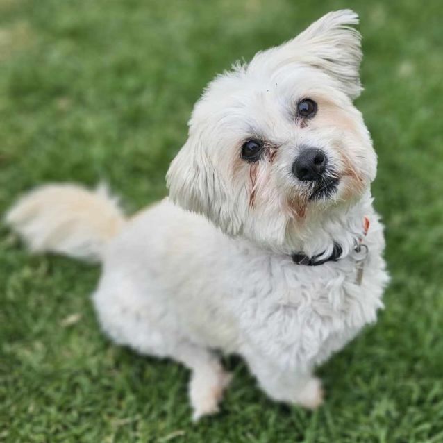 Little White Dog Rescue Phone Number Small Rescue Dogs Online In