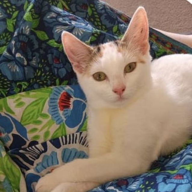 Photo of Paris 😽🐾🩷