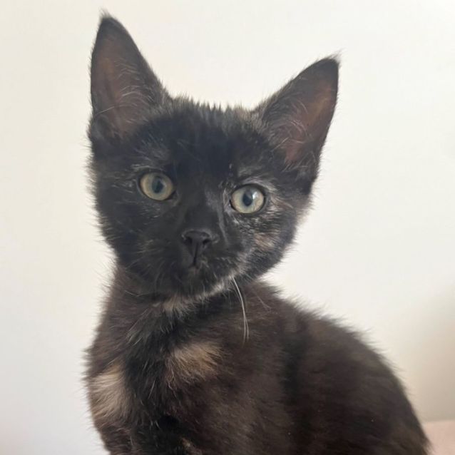 Photo of Puddles Cuddly Smooch 