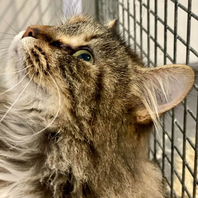 Photo of Jazmaine **2nd Chance Cat Rescue**