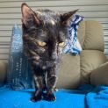 Photo of Stella