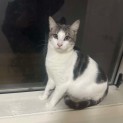 Photo of Loki 