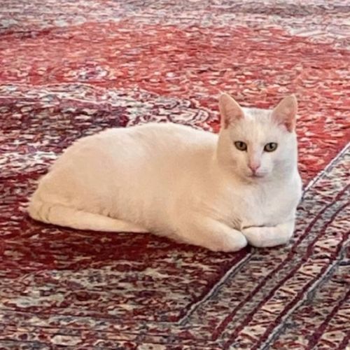 Casper