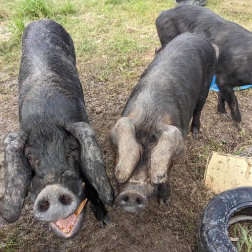 ‼️Urgent‼️ 5 Precious Pigs needing new home 💔