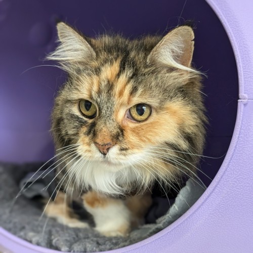 🥦 Juniper 5591 🥦