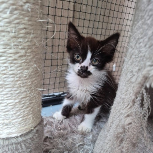 Joey Mousepad ** 2nd Chance Cat Rescue**