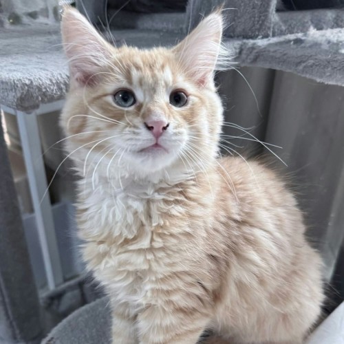 Gravy *9 Lives Project Rescue*