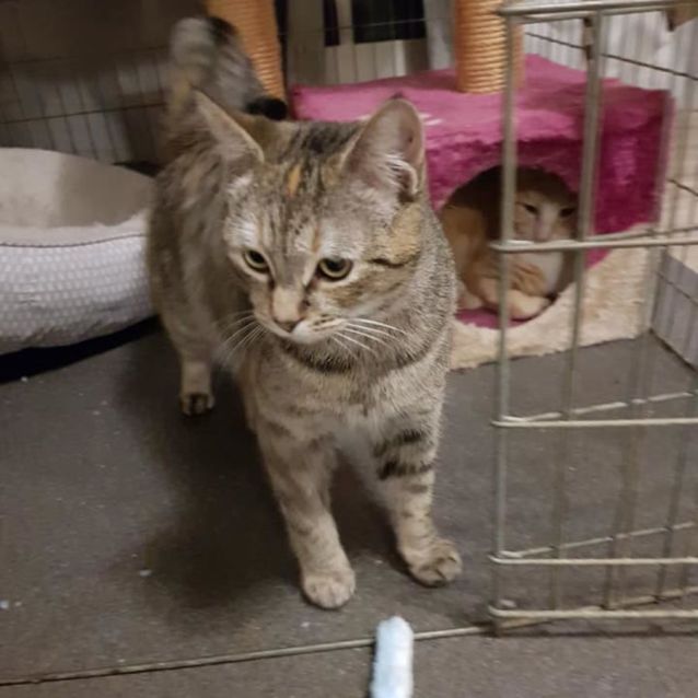 Photo of Torbie **2nd Chance Cat Rescue**