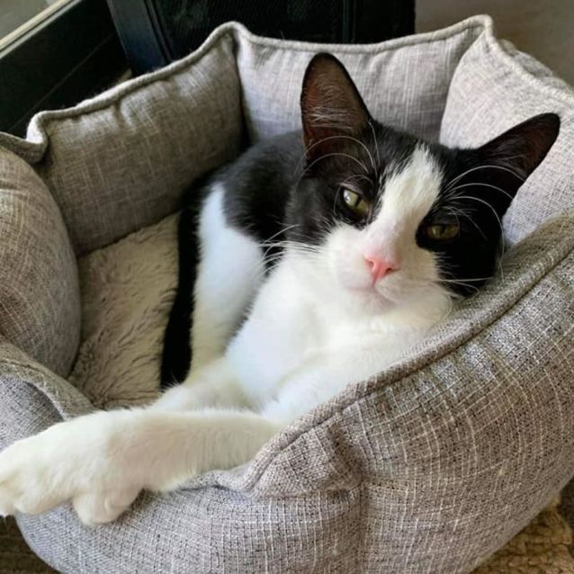 Photo of Oreo