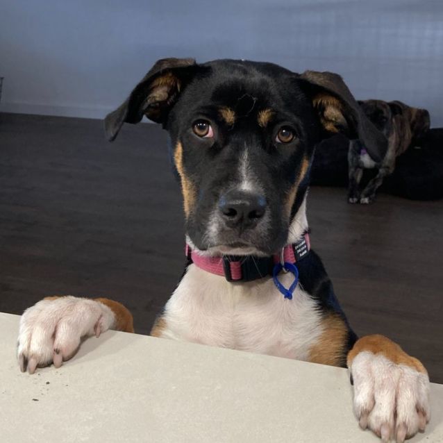 Photo of Maisie ~ 8mo Kelpie X(on Trial 19/8/22)