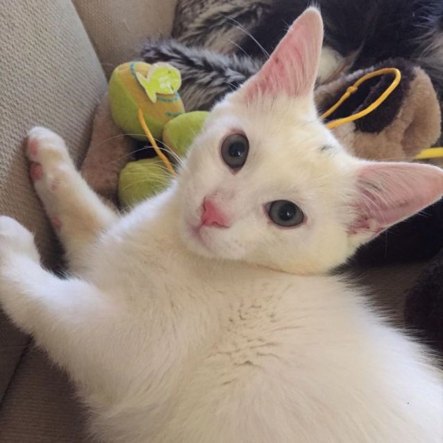 Photo of Polar Bear ^^Dandy Cat Rescue^^