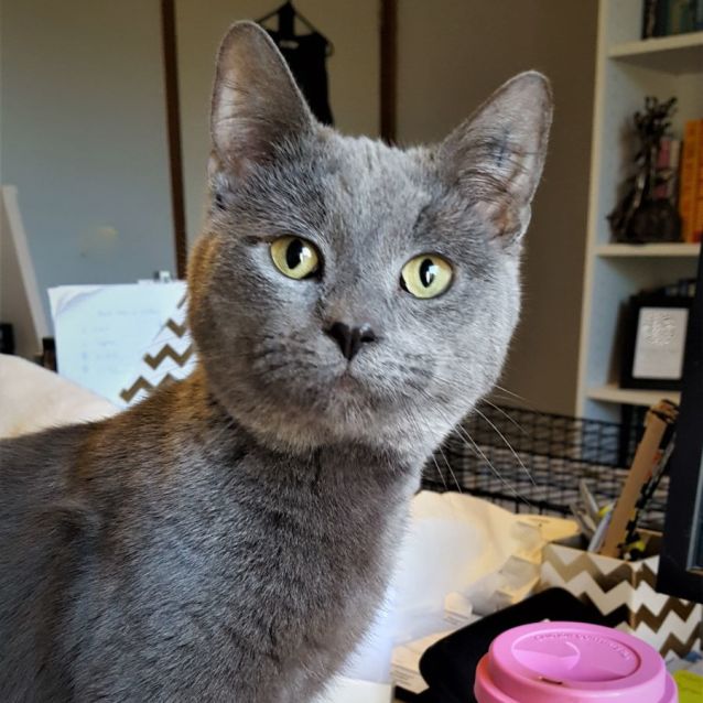 Photo of Dexter ^^Dandy Cat Rescue^^