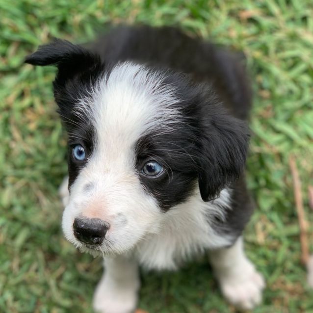 Border Collie Giving Out Good Night Kisses Melts Hearts Online