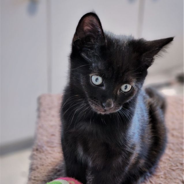 Photo of Sirius ^^Dandy Cat Rescue^^