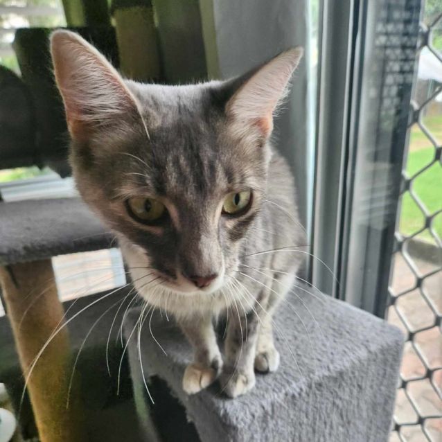 Photo of Pepper