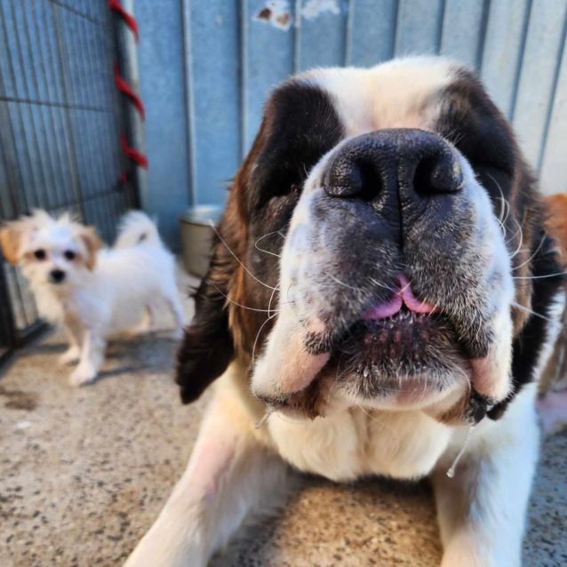 Photo of Penrith  Saint Bernard