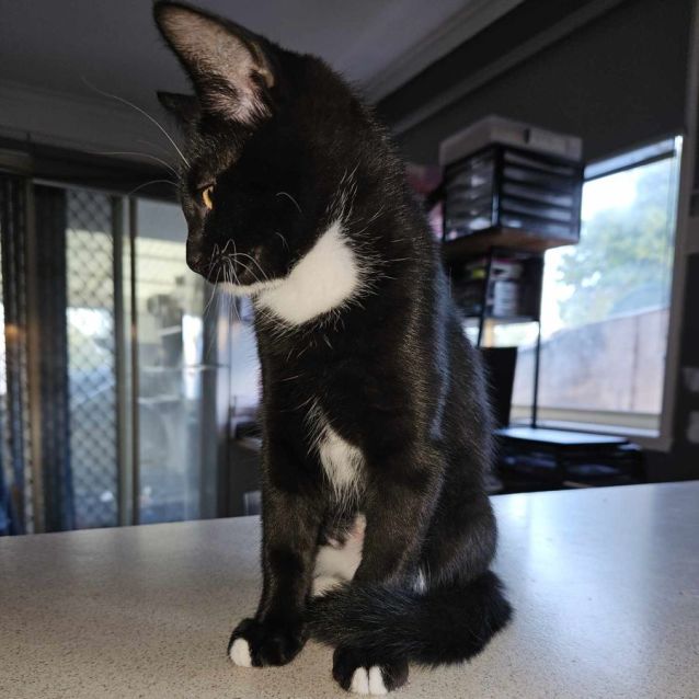 Photo of Marigold **2nd Chance Cat Rescue**