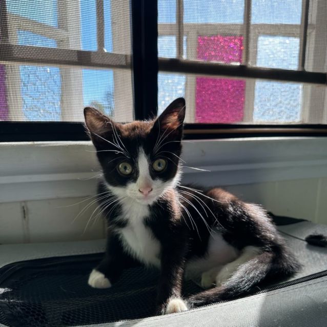 Photo of The Penguin