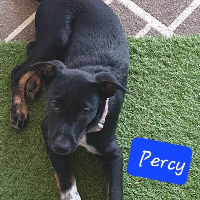 Photo of Percy