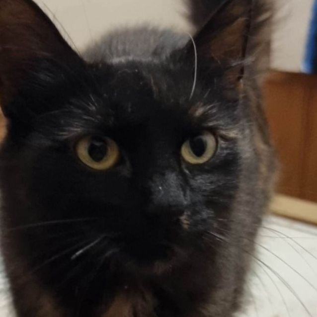 Photo of Charolette