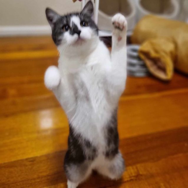 Photo of Mandolin (Located In Boronia)