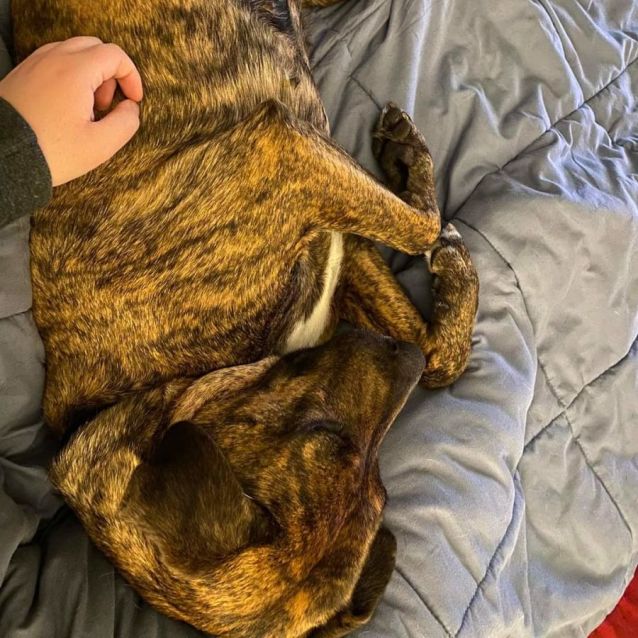 Photo of Sweet Bursaria