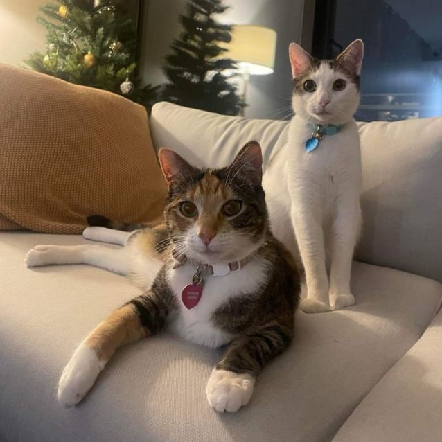 Photo of Harley & Stevie 