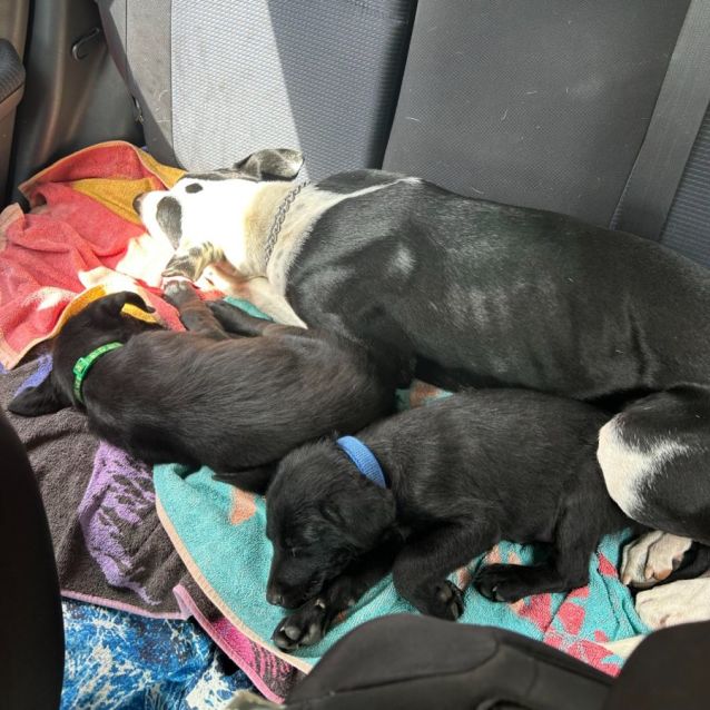 Photo of Fred And Barney