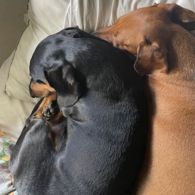 Photo of Coco And Wembley