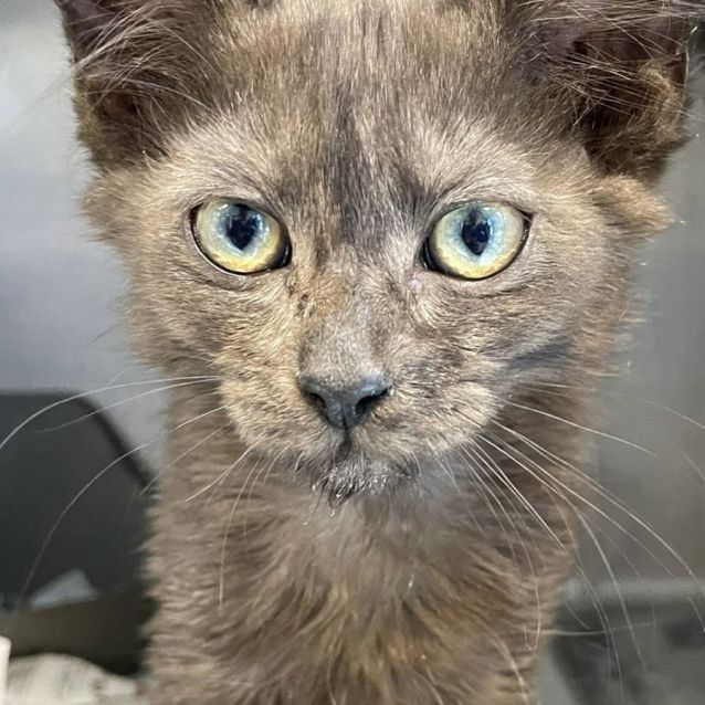 Photo of Smokey