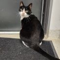 Photo of Nibbler (Located In Lynbrook)