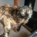 Photo of Ashley **2nd Chance Cat Rescue**