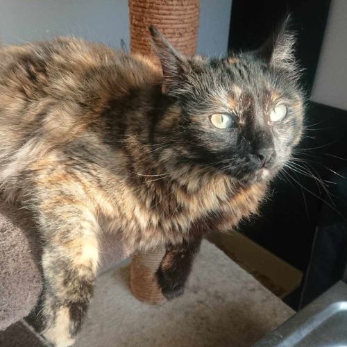 Ashley **2nd Chance Cat Rescue**