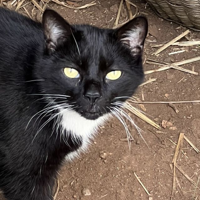 Photo of Lewis & Morse   Bonded Sister And Brother