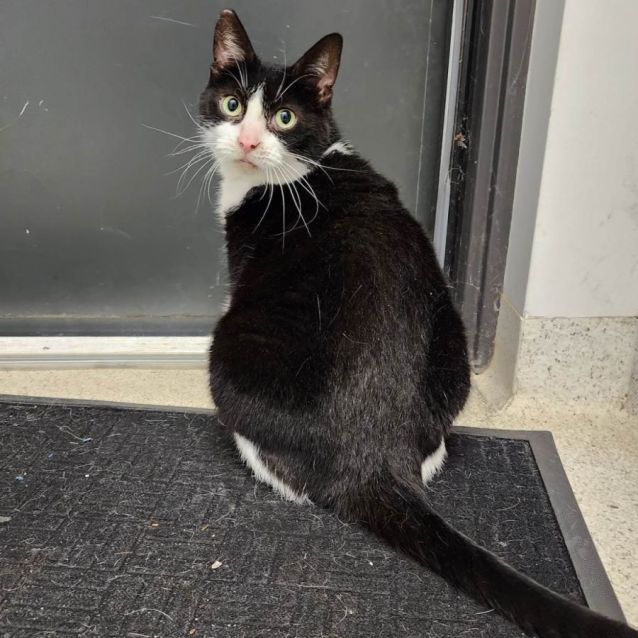 Photo of Nibbler (Located In Lynbrook)