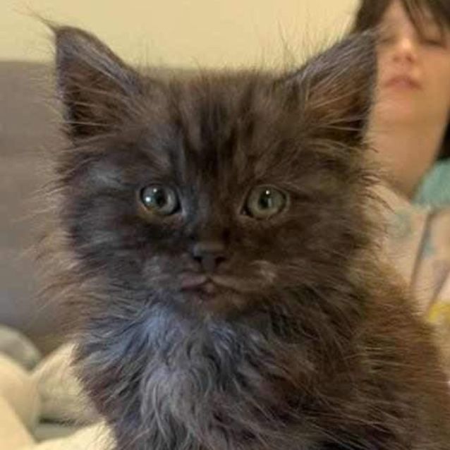 Photo of Sage Meet Me At Petstock Carrum Downs