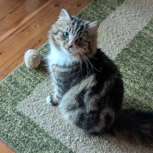 Muhma ( & Pumpkin) 2nd Chance Cat Rescue**