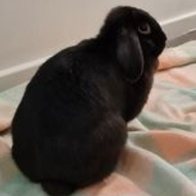 Photo of Belle Marcia