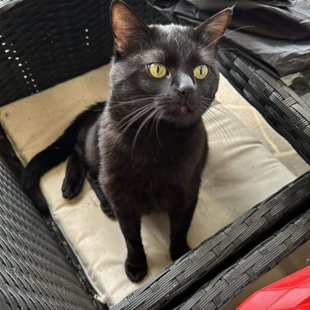 Photo of Panther