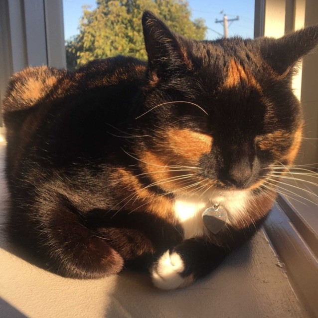 Photo of Taco (Puss)