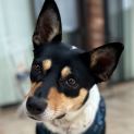 Photo of Samba