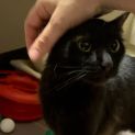 Photo of Luna