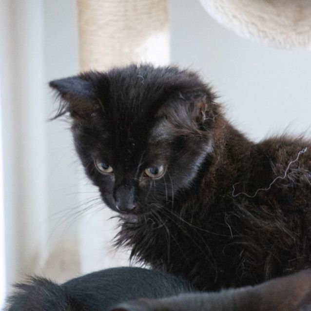 Photo of Jumba