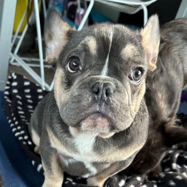 Photo of Bluey