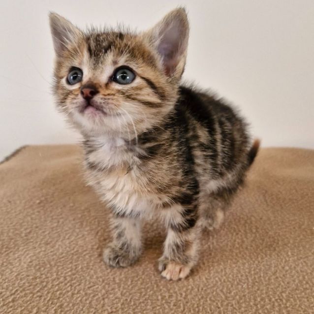 Photo of C1321 Dixie