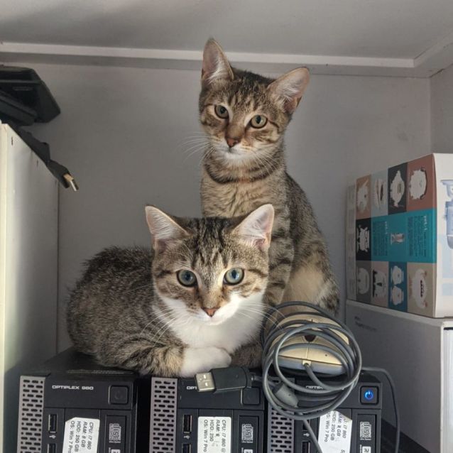 Photo of Spice