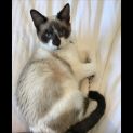 Photo of Milo